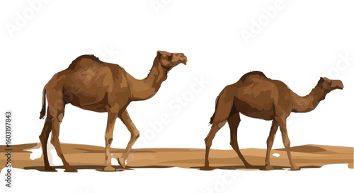camel in the desert