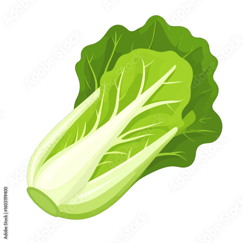 Fresh Bok Choy Illustration