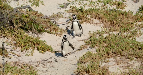 Wildlife footage of two African penguins walking on sandy terrain surrounded by beach grass at Boulders Beach, South Africa. Captures natural movement and behavior in coastal habitat. 4K wide shot