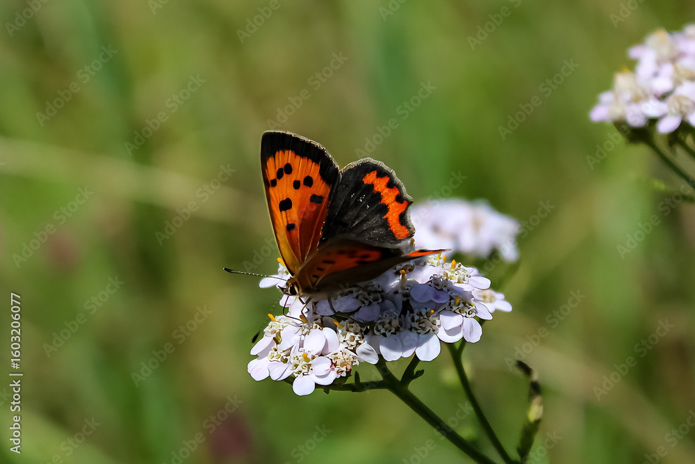 butterfly on flower butterfly on flower