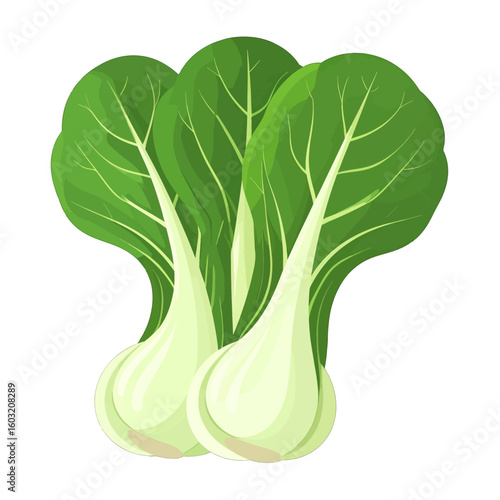 Fresh Bok Choy Illustration
