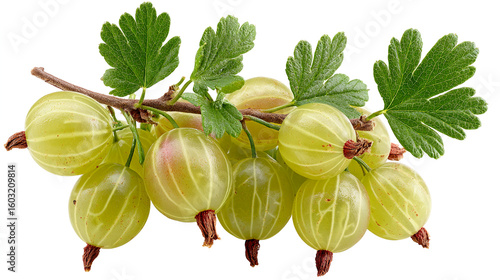Green gooseberries on a branch with leaves gooseberry