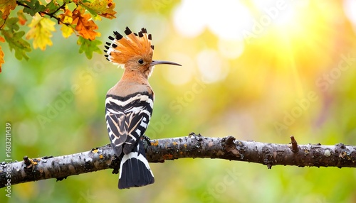 Colorful bird perched on branch, autumnal background