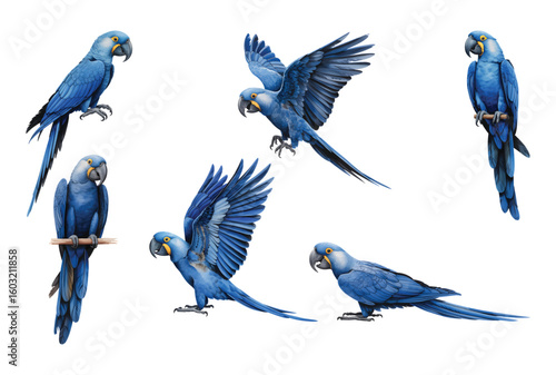 Watercolor exotic blue macaws bird on white background.