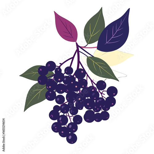 Purple Berries Cluster Illustration On White Background