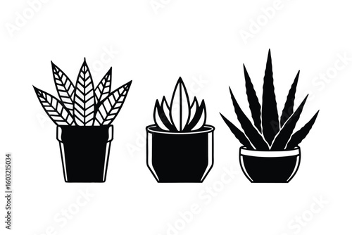 Collection Of Aloe Vera Snake Plant And Jade Plant