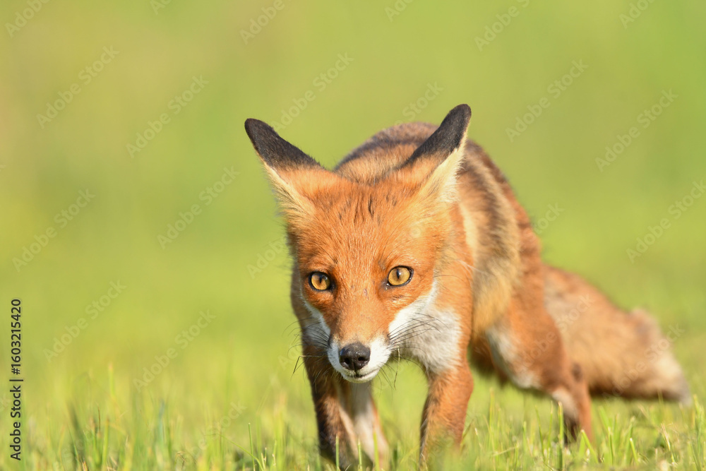 Fototapeta premium Fuchs Nahaufnahme