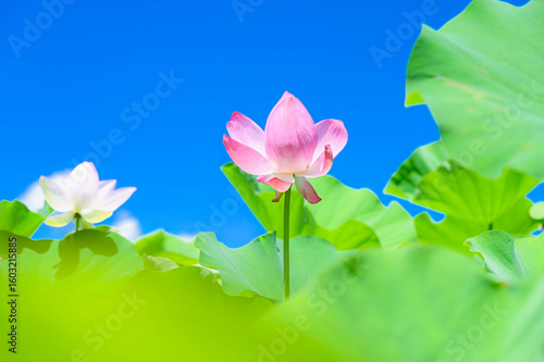 夏に咲く蓮の花