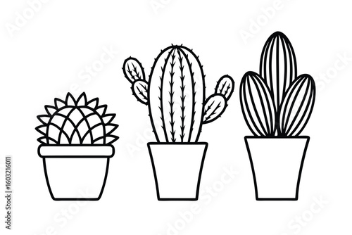 Botanical Illustration Of Various Cactus Types