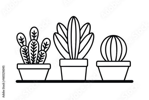 Botanical Illustration Of Various Cactus Types