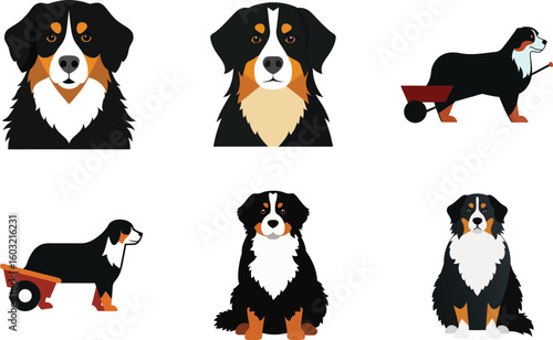 Bernese Dog Vector Illustration