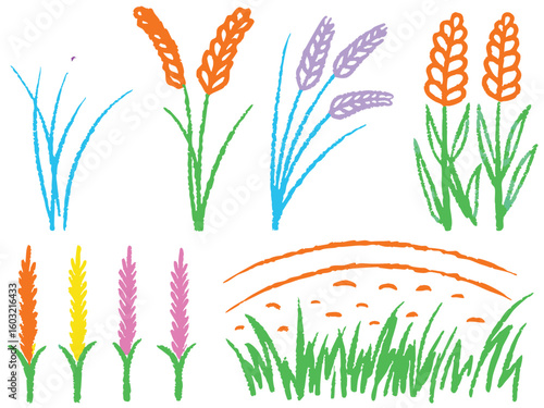 Wheat field with flowers and grass in a spring meadow
