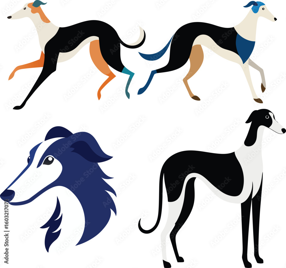Obraz premium Borzoi Dog Color Vector Illustration