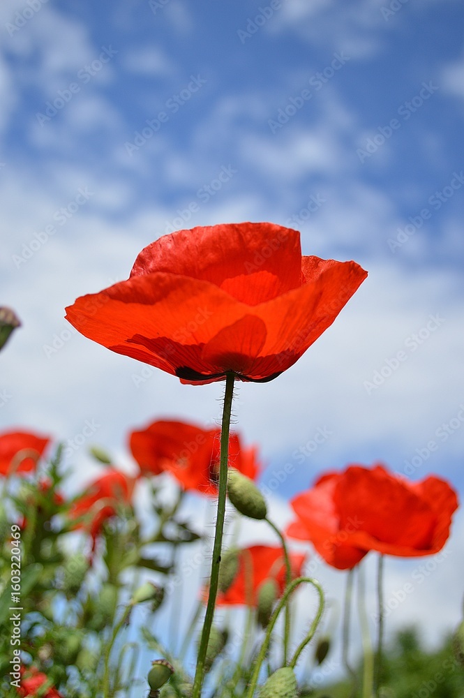 Naklejka premium red poppy flower