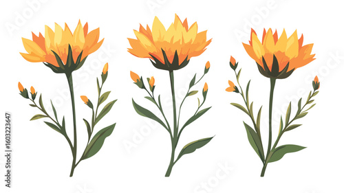 Vibrant Safflower Herb Blooming Wild Flower on Stem, Dry Plant