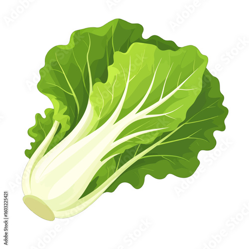Fresh Bok Choy Head Illustration