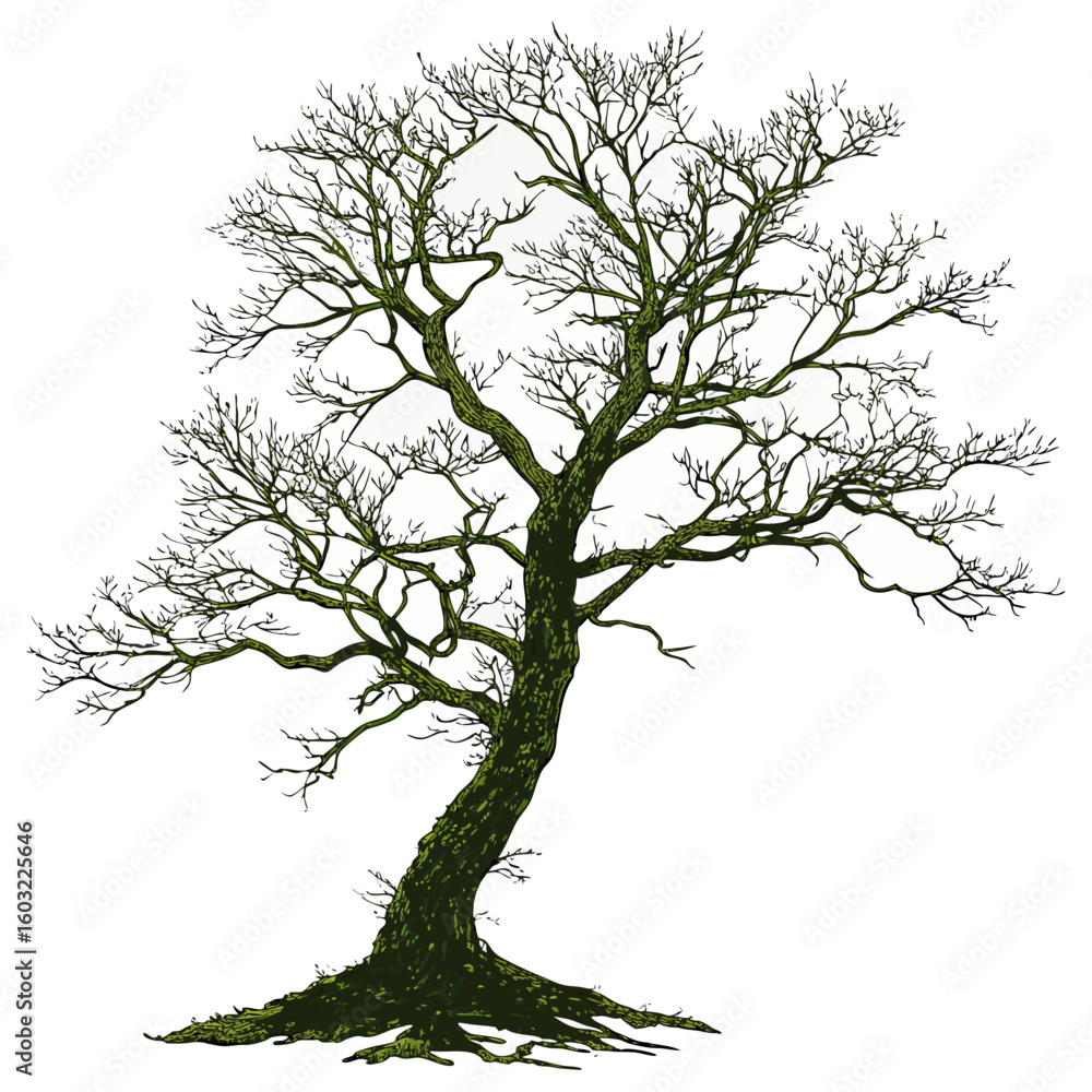 Fototapeta premium Gnarled bare tree with mossy trunk and exposed roots