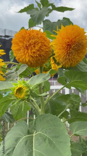 Orbit shot of double-flowered sunflowers