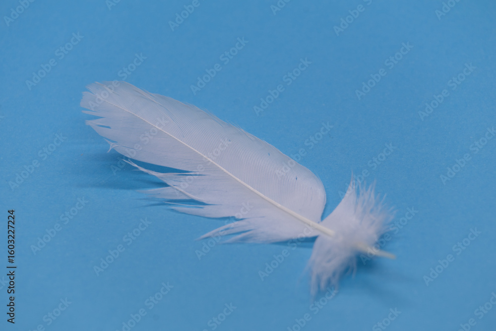 Naklejka premium White feather on a blue background