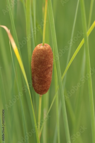 Fotografie bulrush on the green grass background