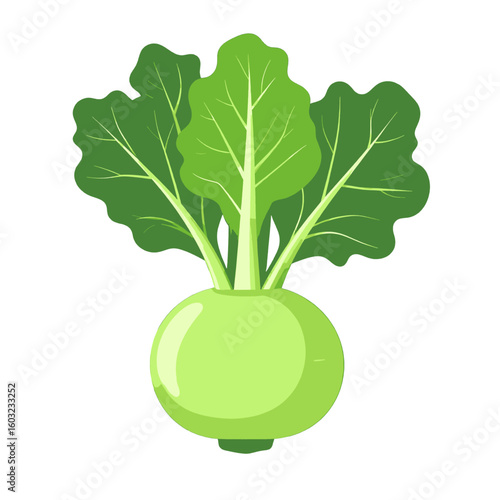 Green Radish Illustration On White Background