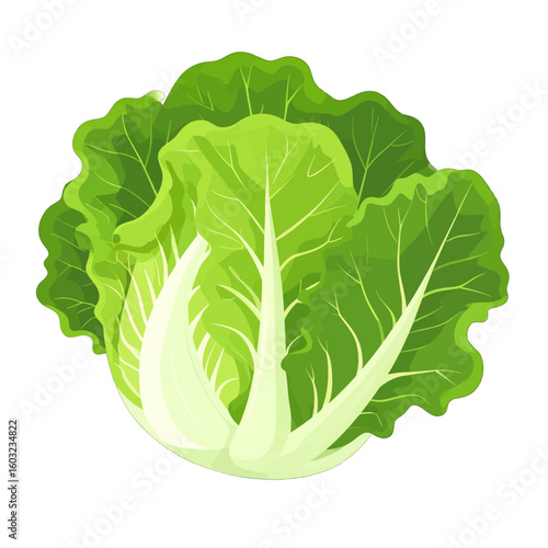 Fresh Green Lettuce Head