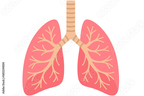  Human Lungs Illustration – Respiratory System
