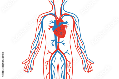 Human Heart and Veins – Medical Vector