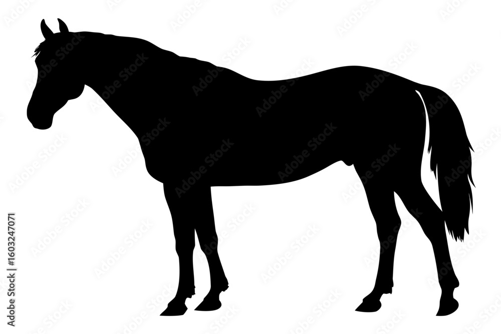 Black Silhouette of an Arabian Horse Standing white background Black Silhouette of an Arabian Horse Standing white background