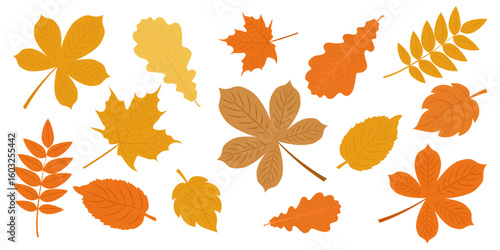 Set of autumn leaves from different trees. Fallen leaves in warm seasonal colors for patterns, banner, stickers