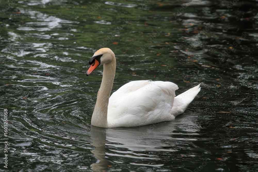 Naklejka premium bird on the water
