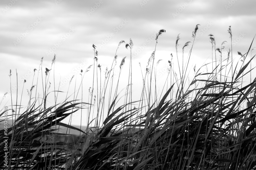 Naklejka premium grass in the wind