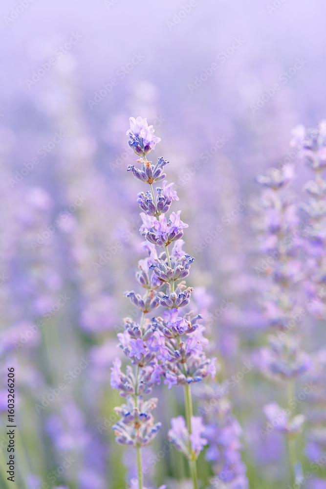 Naklejka premium Detail of some lavender plants in Brihuega