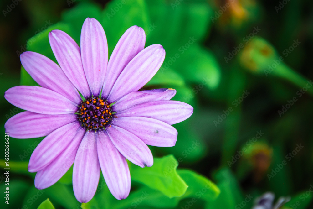 Obraz premium pink cosmos flower