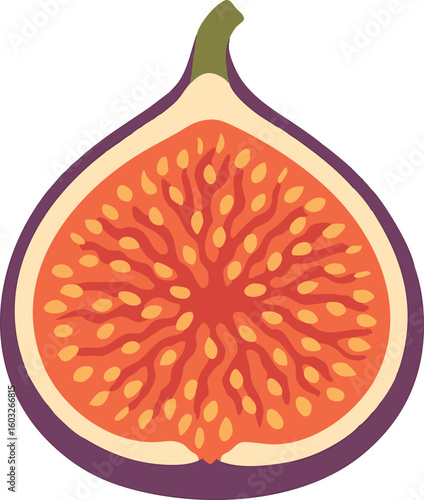 Flat vector fresh fig sliced open showing inside seeds and shape