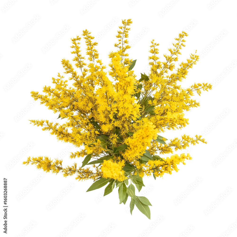 Obraz premium Yellow Goldenrod Floral Cluster PNG Background