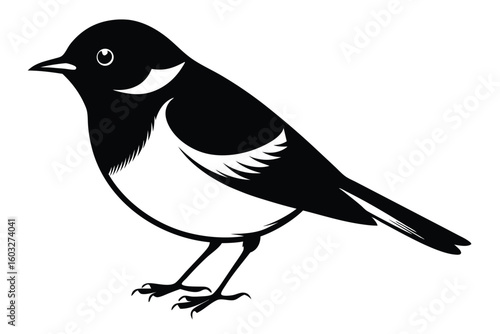 Elegant Vector Illustration of a Pied Flycatcher, Bird with Distinctive Black and White Plumage
