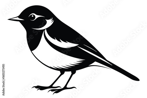 Black and White Magpie Lark Bird Graphic Design with Detailed Feathers