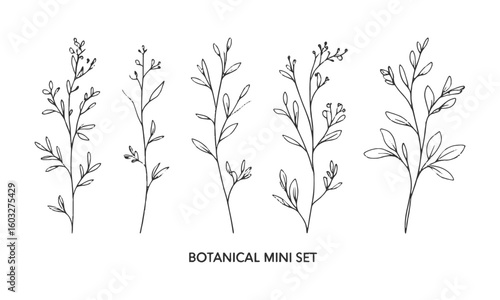 A minimal botanical vector illustration set featuring six unique plant and floral line drawings, Set hand drawn curly grass and flowers, Decorative floral, easily editable.