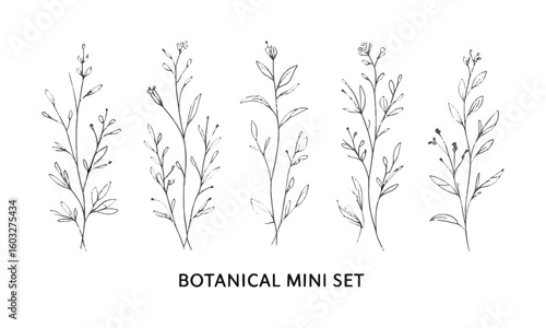 A minimal botanical vector illustration set featuring six unique plant and floral line drawings, Set hand drawn curly grass and flowers, Decorative floral, easily editable.