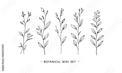 A minimal botanical vector illustration set featuring six unique plant and floral line drawings, Set hand drawn curly grass and flowers, Decorative floral, easily editable.