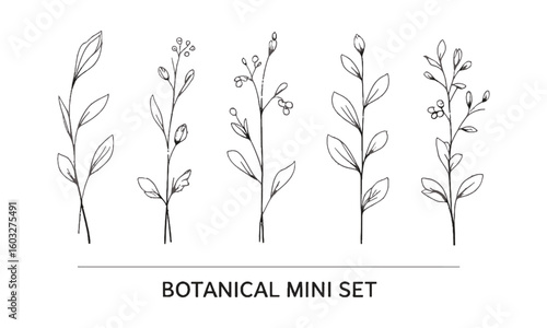 A minimal botanical vector illustration set featuring six unique plant and floral line drawings, Set hand drawn curly grass and flowers, Decorative floral, easily editable.