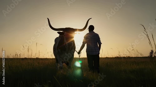 Silhouette of a man leading a Texas Longhorn at sunset in a field
