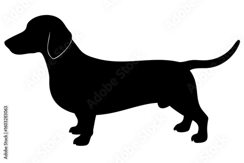 Short haired dachshund dog silhouette on white background