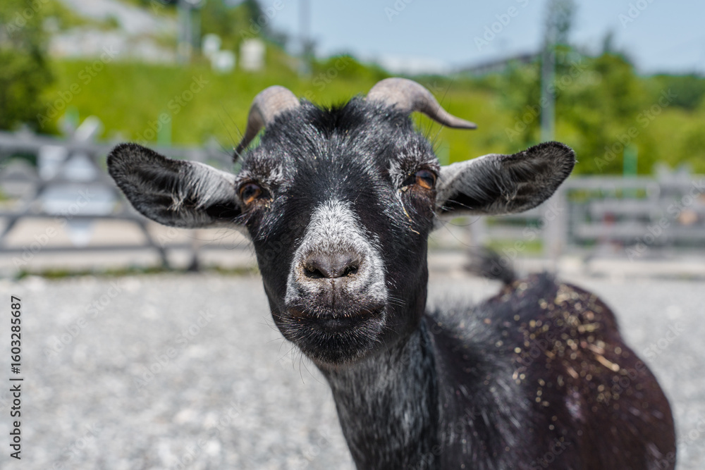 Goats and sheep on a farm in summer Goats and sheep on a farm in summer