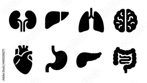 Set of human organ icons: kidney, liver, lung, brain, heart, stomach, pancreas, intestine.