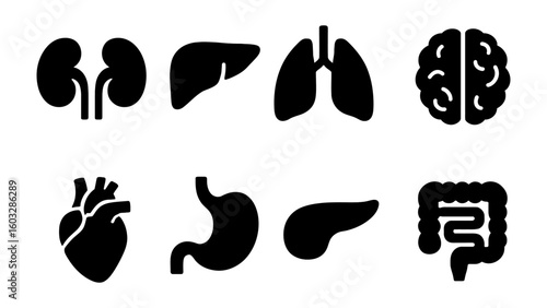 Set of human organ icons: kidney, liver, lung, brain, heart, stomach, pancreas, intestine.
