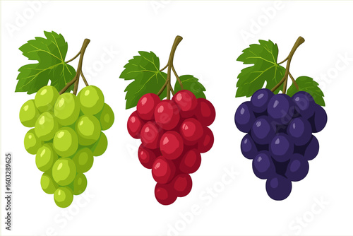 Fresh green, red, and purple grape bunches vector illustration. Realistic vineyard grapes clusters. Transparent background. Fruit harvest, healthy food, natural produce concept.