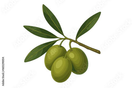 Realistic olive branch with three green olives and leaves on transparent background, botanical vector illustration for food labels, olive oil branding and packaging design