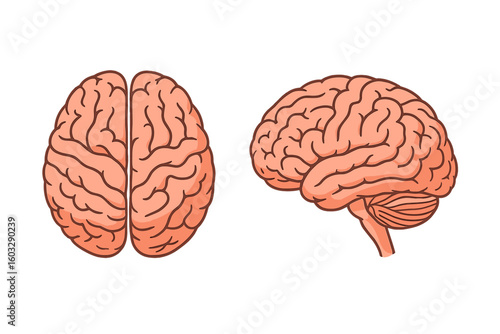 Human brain anatomy illustration set, top view and lateral sagittal side view, detailed cerebral cortex gyri, neuroscience vector image on transparent background